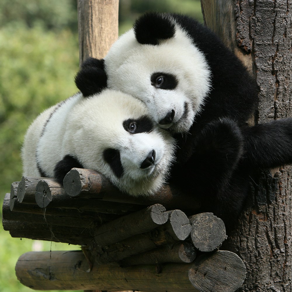 Pandaların izinde Çin