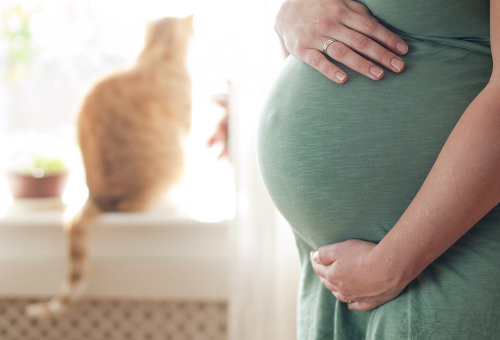 Kediler hamileler için güvenli midir?