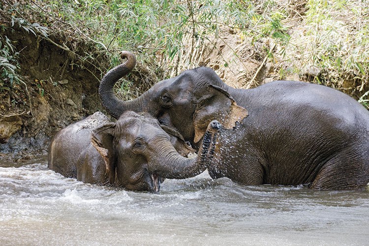 Sri Lanka'da 8 gün 