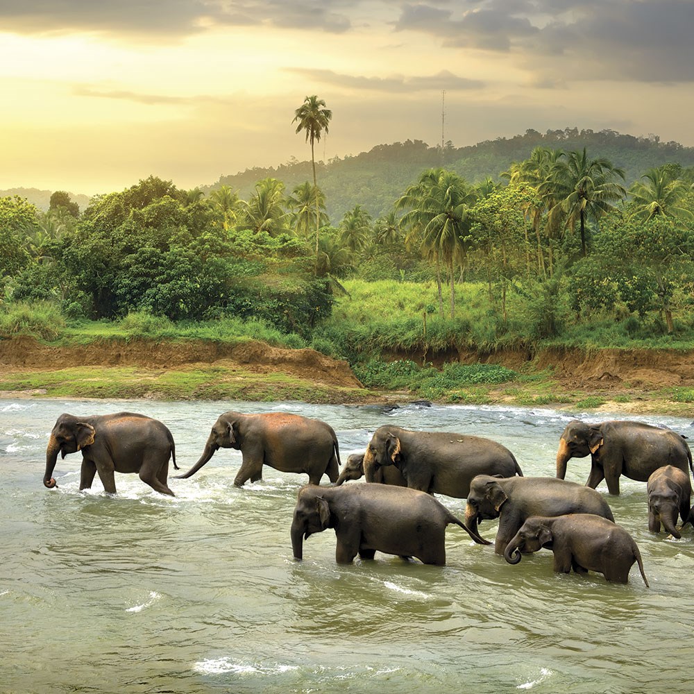 Sri Lanka'da 8 gün 