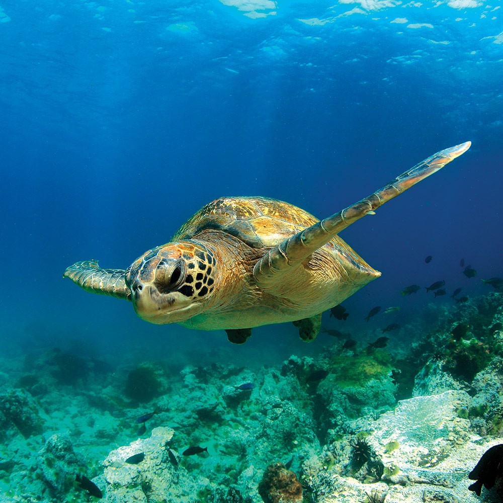 Belek'te caretta caretta rekoru