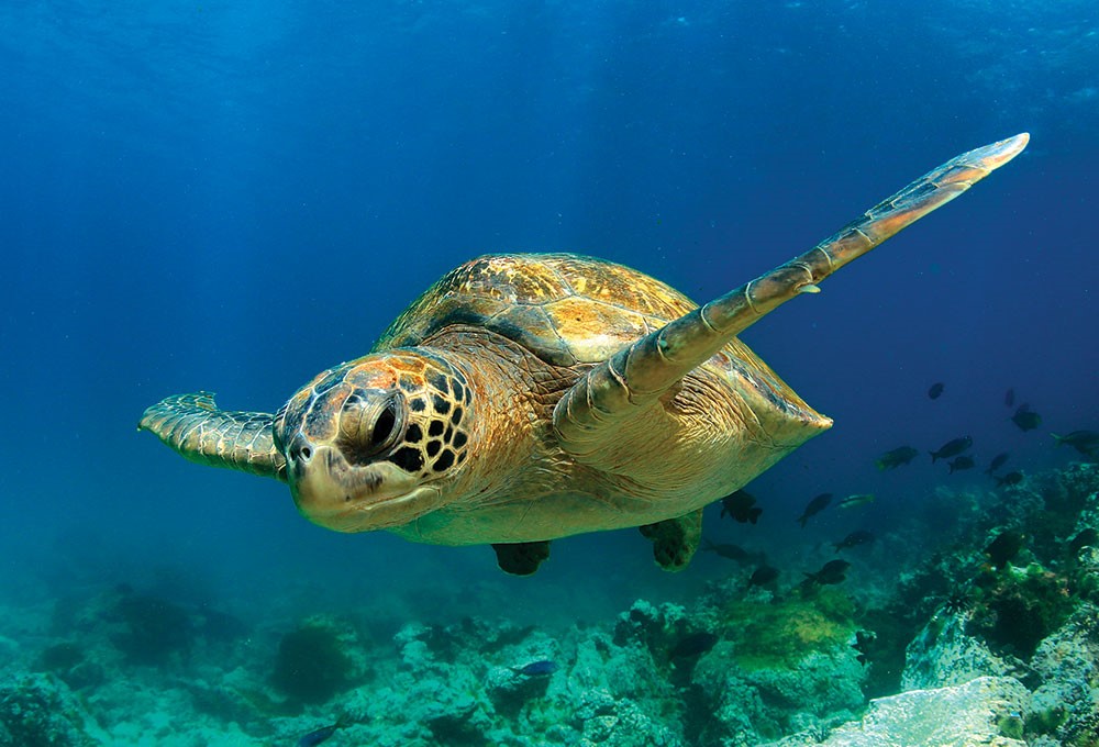 Belek'te caretta caretta rekoru