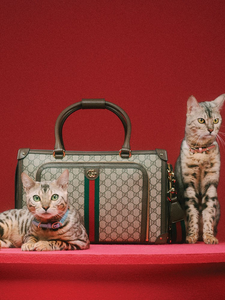 Gucci’den köpek ve kedilere özel koleksiyon