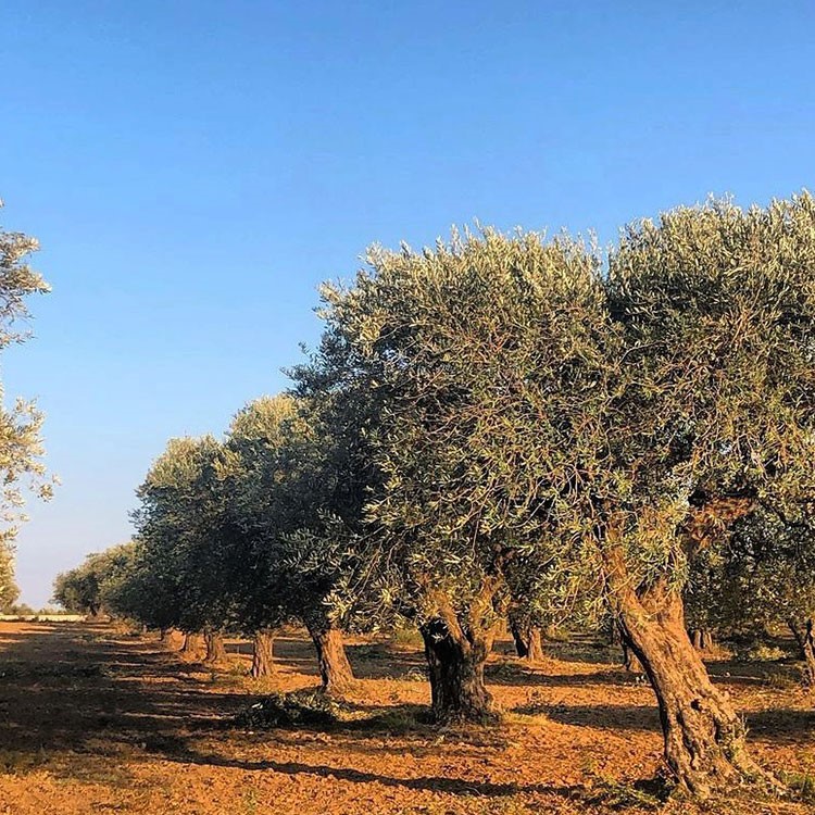 Deprem bölgesine siparişlerinizle destek verebilirsiniz – Hatay’dan Hellenia