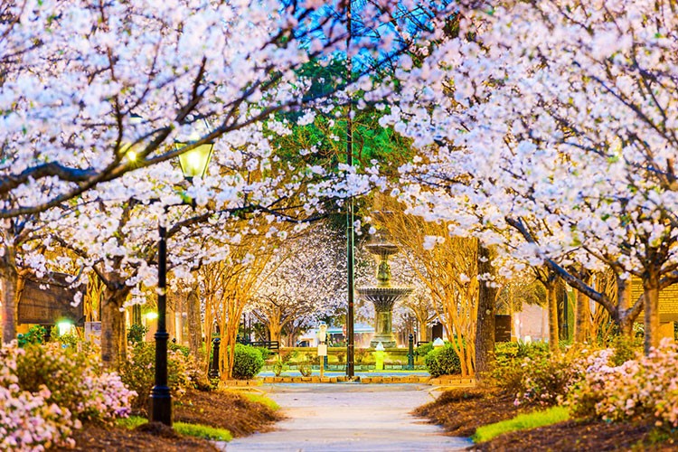 Dünyada en güzel sakura manzarasına sahip 10 şehir