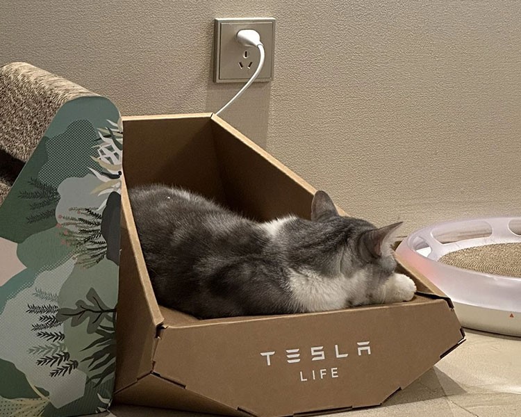 Tesla, Cybertruck'tan esinlenen kedi yuvası çıkardı